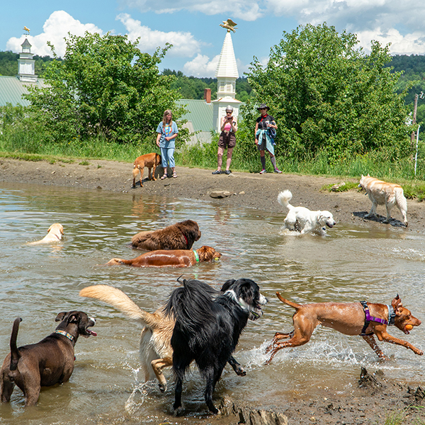 Dogs play in a pond outside in the summer with a white chapel in the background while people watch.