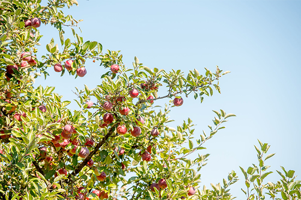 Apples on a tree against a bright blue sky. 