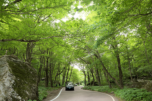 A car drives toward the camera under a canopy of green leaves on a winding, narrow road in the summer.