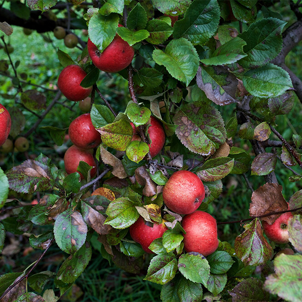 Bright red apples against green leaves on trees seen close up on a fall day.