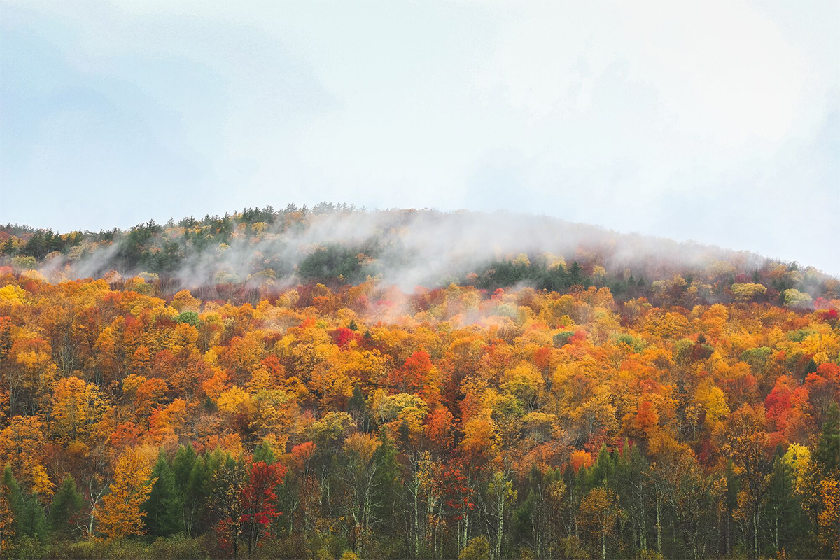 Mist rolling over a mountain hillside covered in bright red, orange, and yellow autumn leaves.