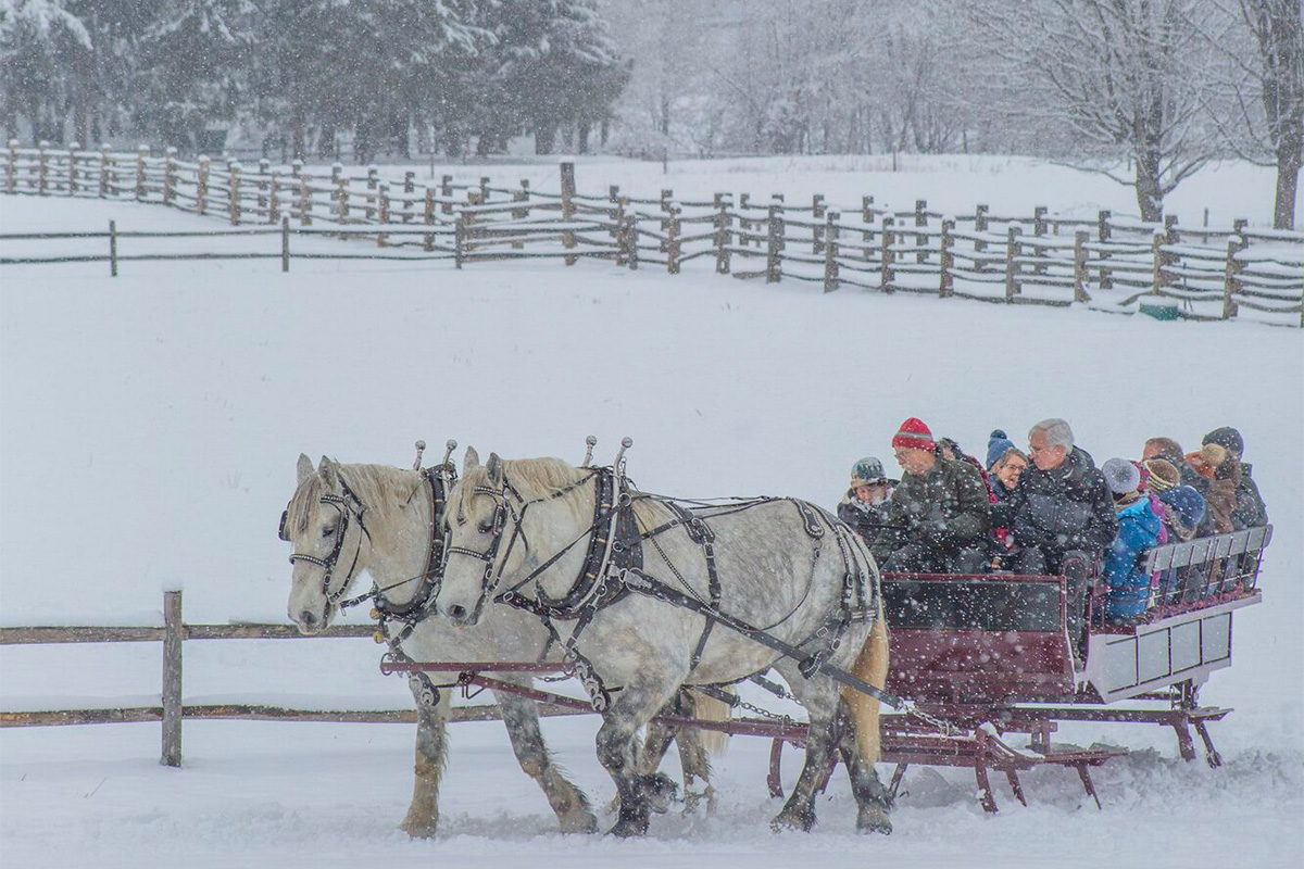 Two white horses pull a sleigh through a field on snowy winter day.&nbsp;