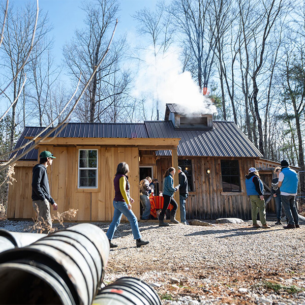 A maple sugarhouse with sap buckets visible in the foreground, steam coming from the roof, and people walking around outside and entering the building on a sunny spring day.