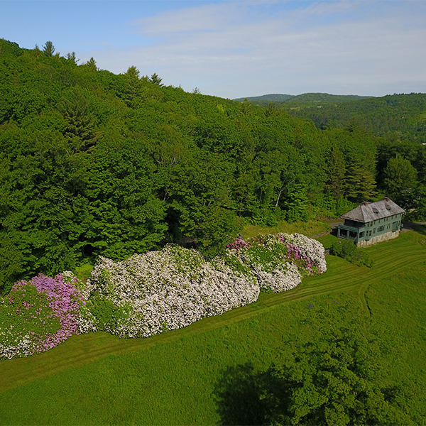 Seen from above, a historic building with a large rhododendron tunnel with colorful blooms.&nbsp;