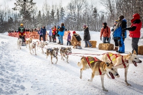 sled dog racing 