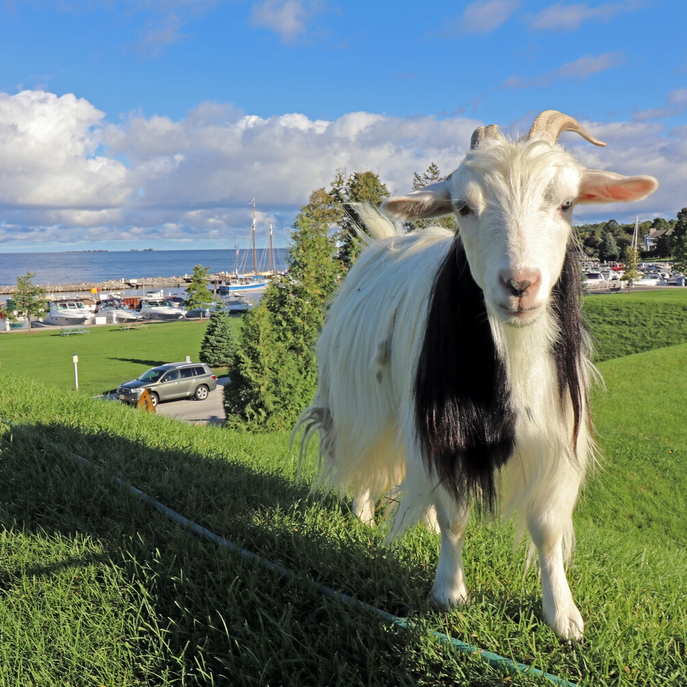 goat on top of the roof at al johnsons in door county