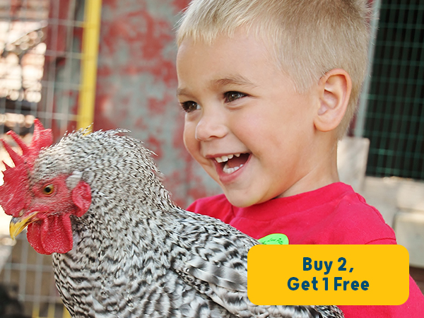 little boy holding a chicken 