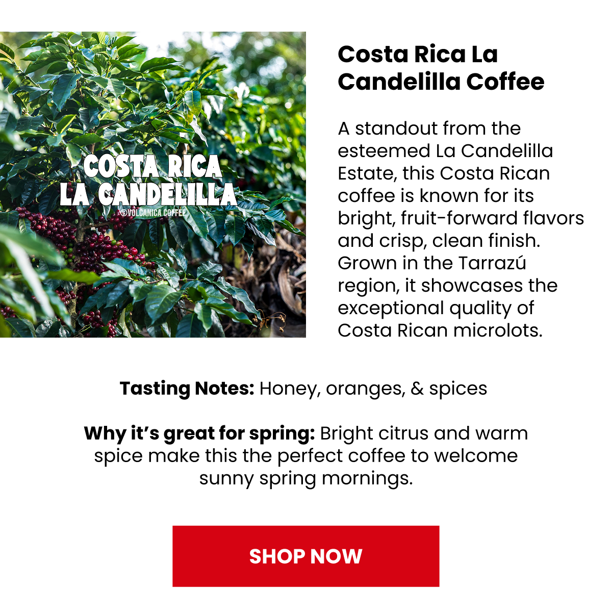 Shop Costa Rica La Candelilla Coffee