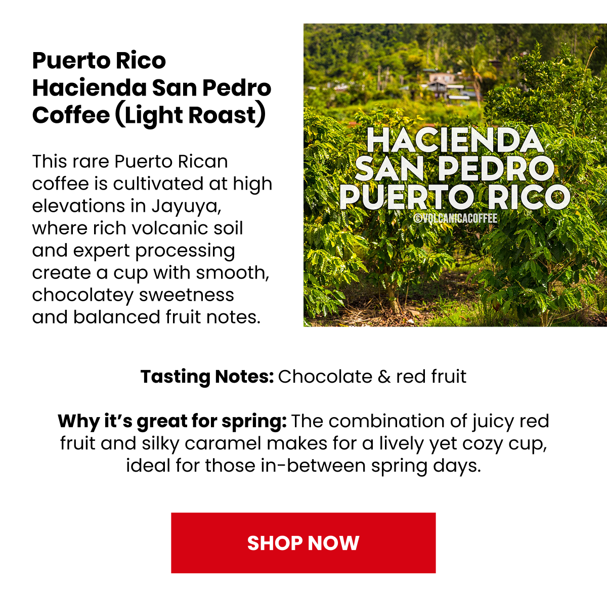 Shop Puerto Rico Coffee, Hacienda San Pedro