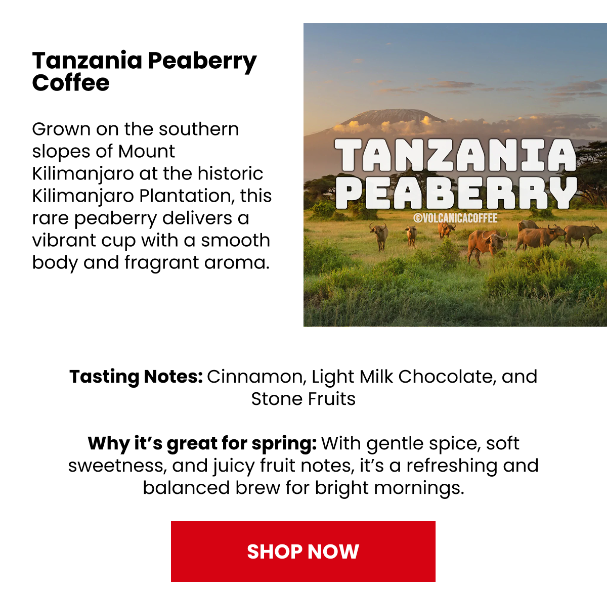 Tanzania Peaberry Coffee