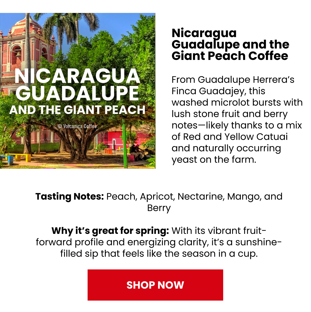 Nicaragua Guadalupe and the Giant Peach Coffee