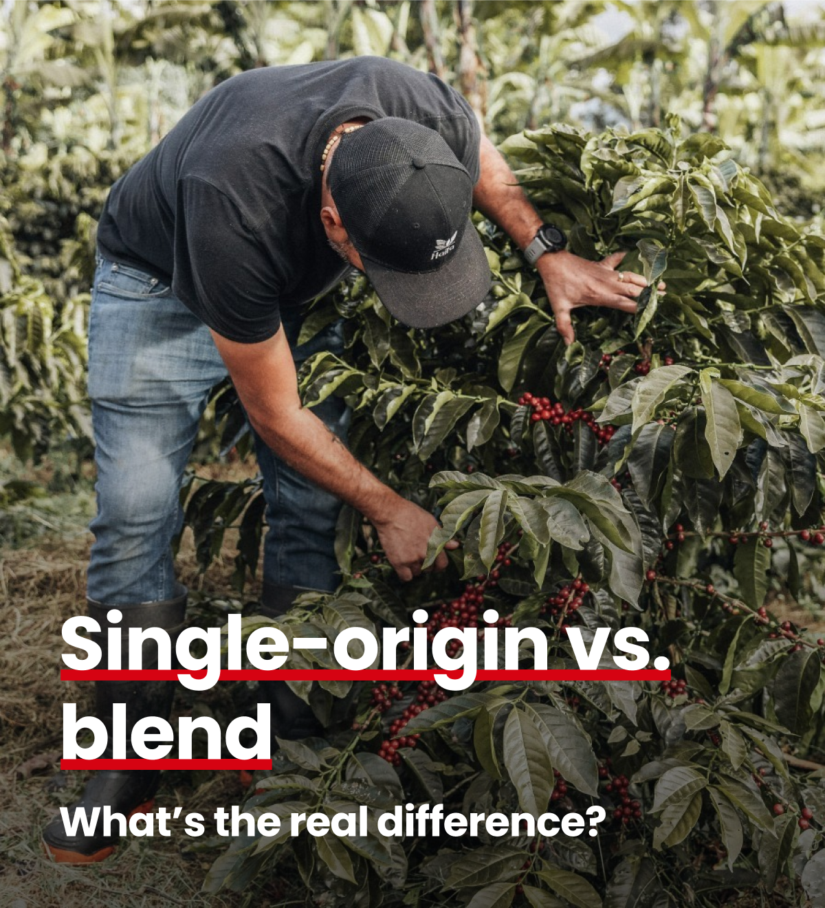 Single-origin vs. blend