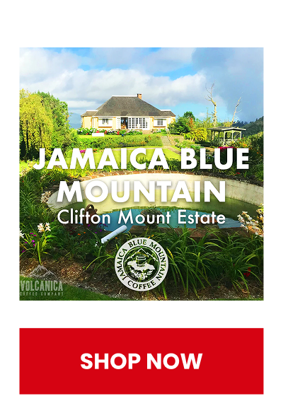 Jamaican Blue Mountain Coffee - Clifton Mount Estate