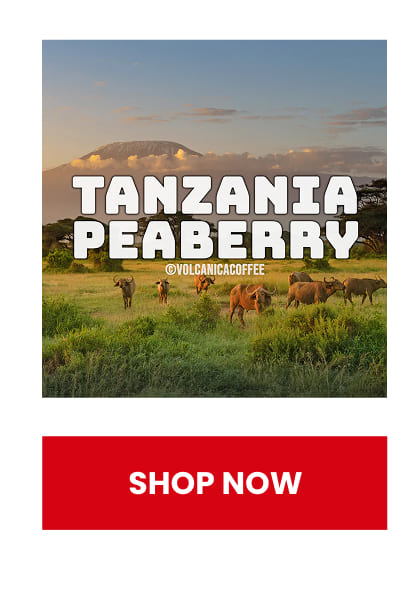 Tanzania Peaberry Coffee 
