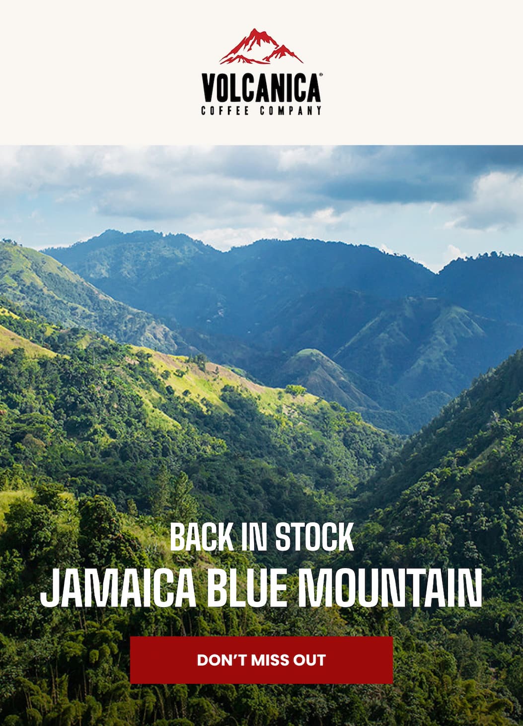 BACK IN STOCK JAMAICA BLUE MOUNTAIN