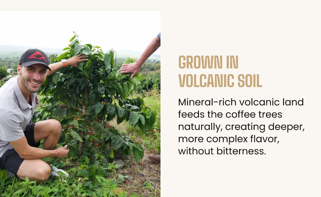 Grown in volcanic soil