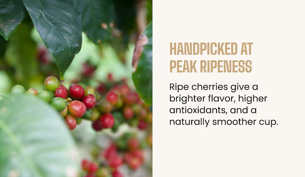 Handpicked at peak ripeness