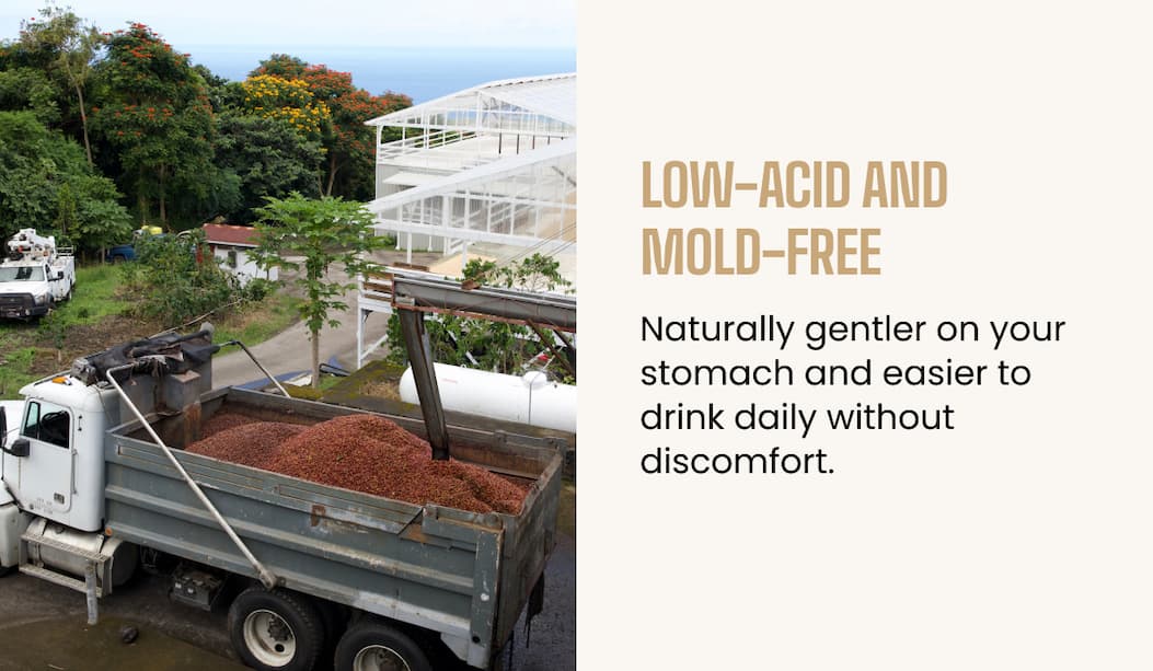 Low-acid and mold-free
