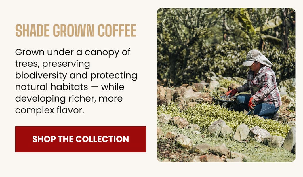 Shade Grown Coffee