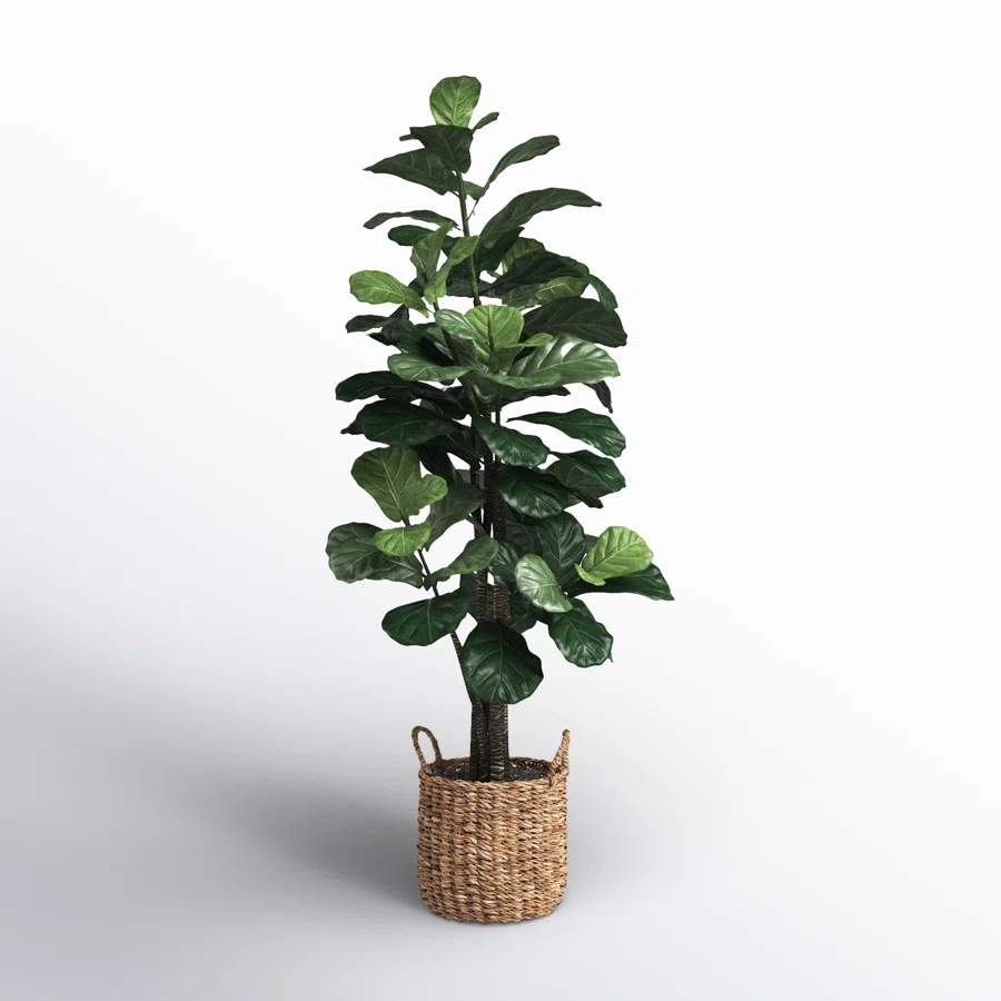 Fiddle Leaf Fig Tree with Basket