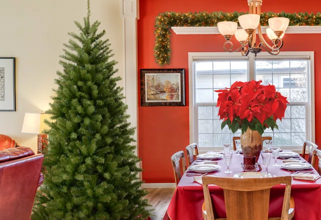 Our top Christmas trees