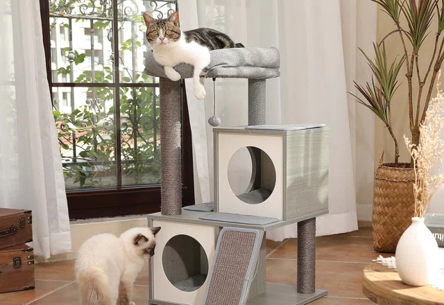 Budget-Friendly Cat Trees