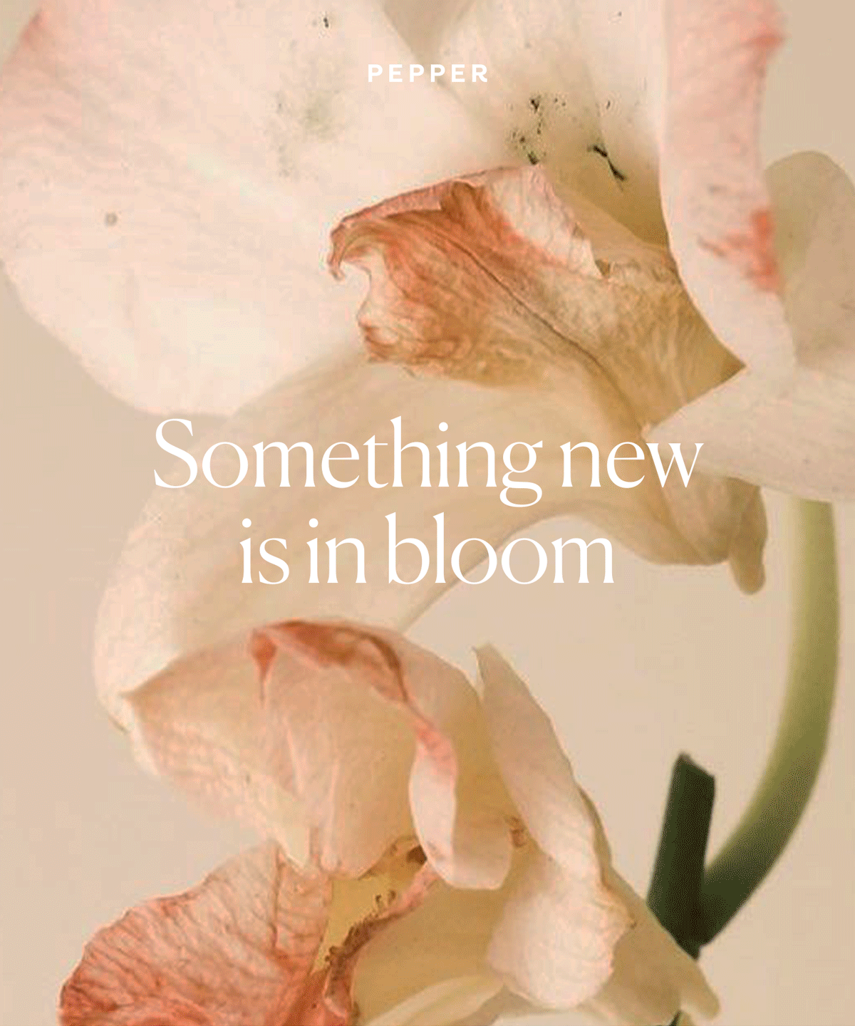 Something new is in bloom