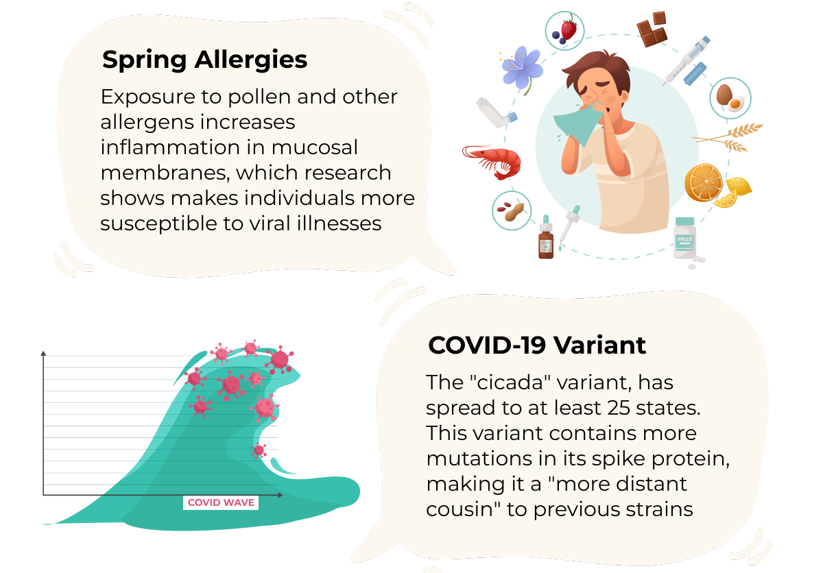 Spring Allergies Exposure to pollen and other allergens increases inflammation in mucosal membranes, which research shows makes individuals more susceptible to viral illnesses. COVID-19 Variant The "cicada" variant, has spread to at least 25 states. This variant contains more mutations in its spike protein, making it a "more distant cousin" to previous strains.