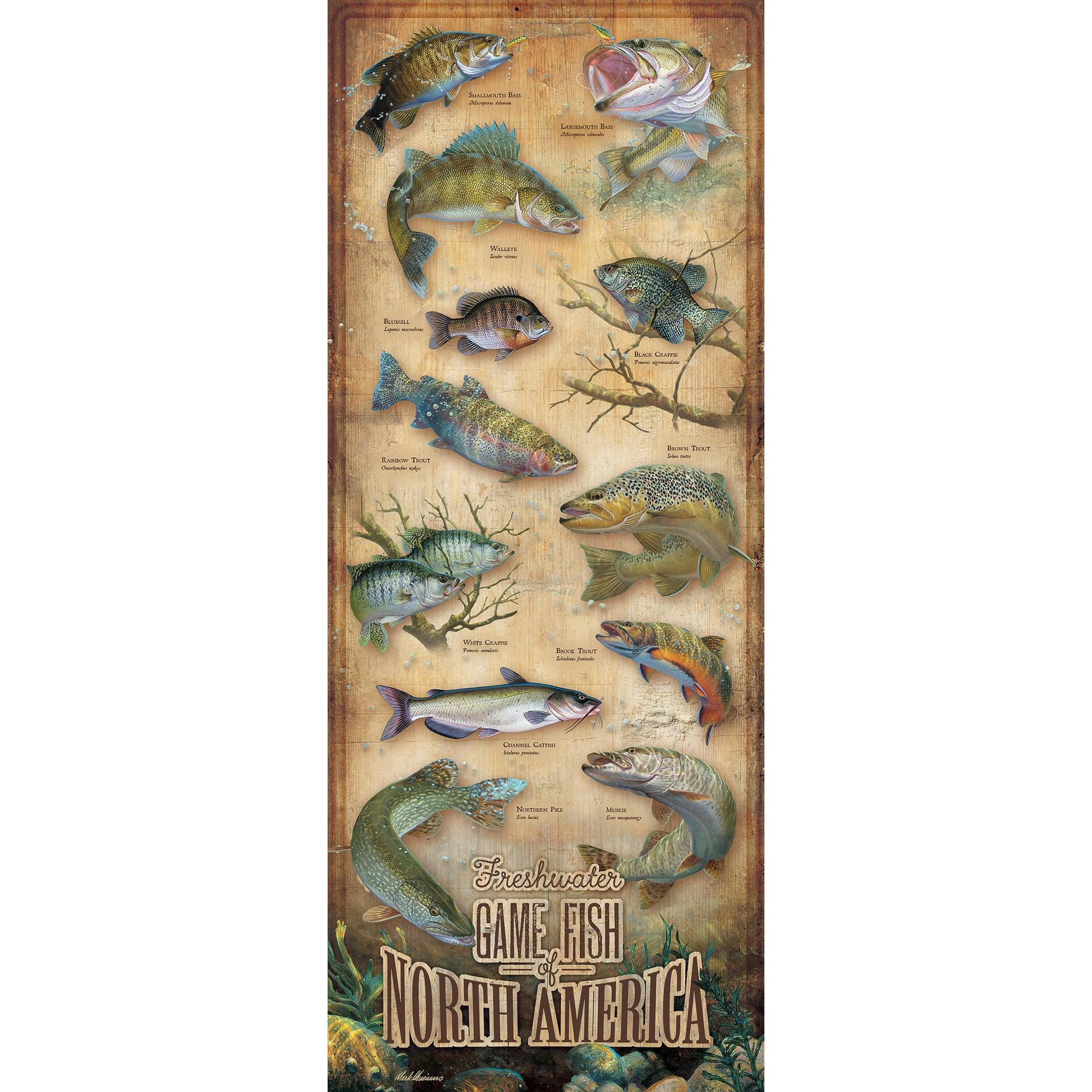 Image of Freshwater Fish of North America