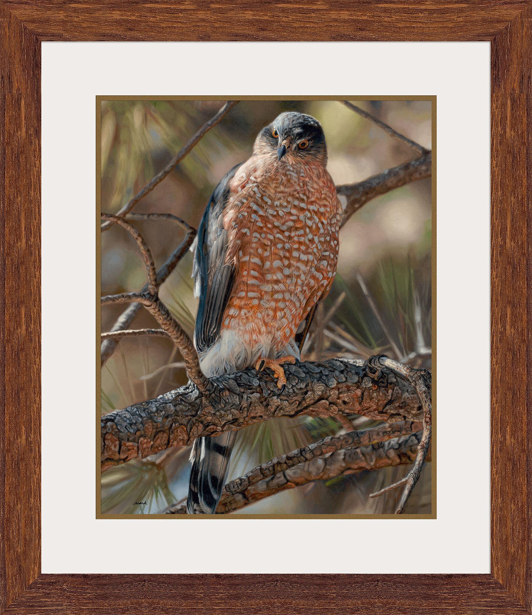 Image of Woodland Sniper—Cooper's Hawk