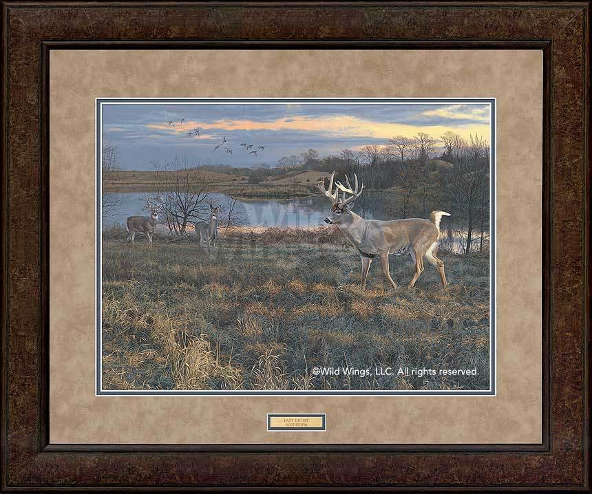 Image of Last Light—Whitetail Deer