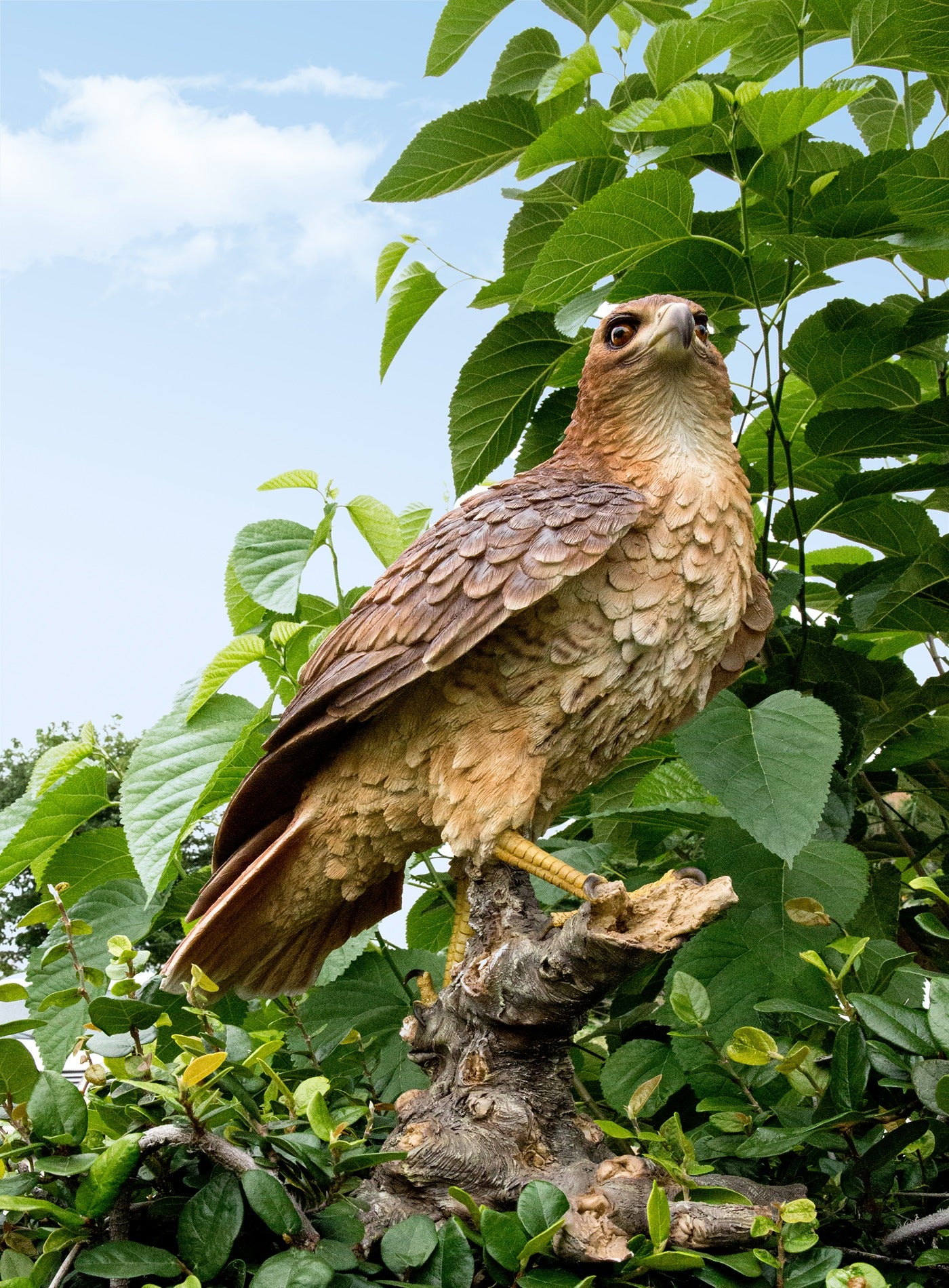Image of Red Tail hawk Standing on Branch - Sculpture