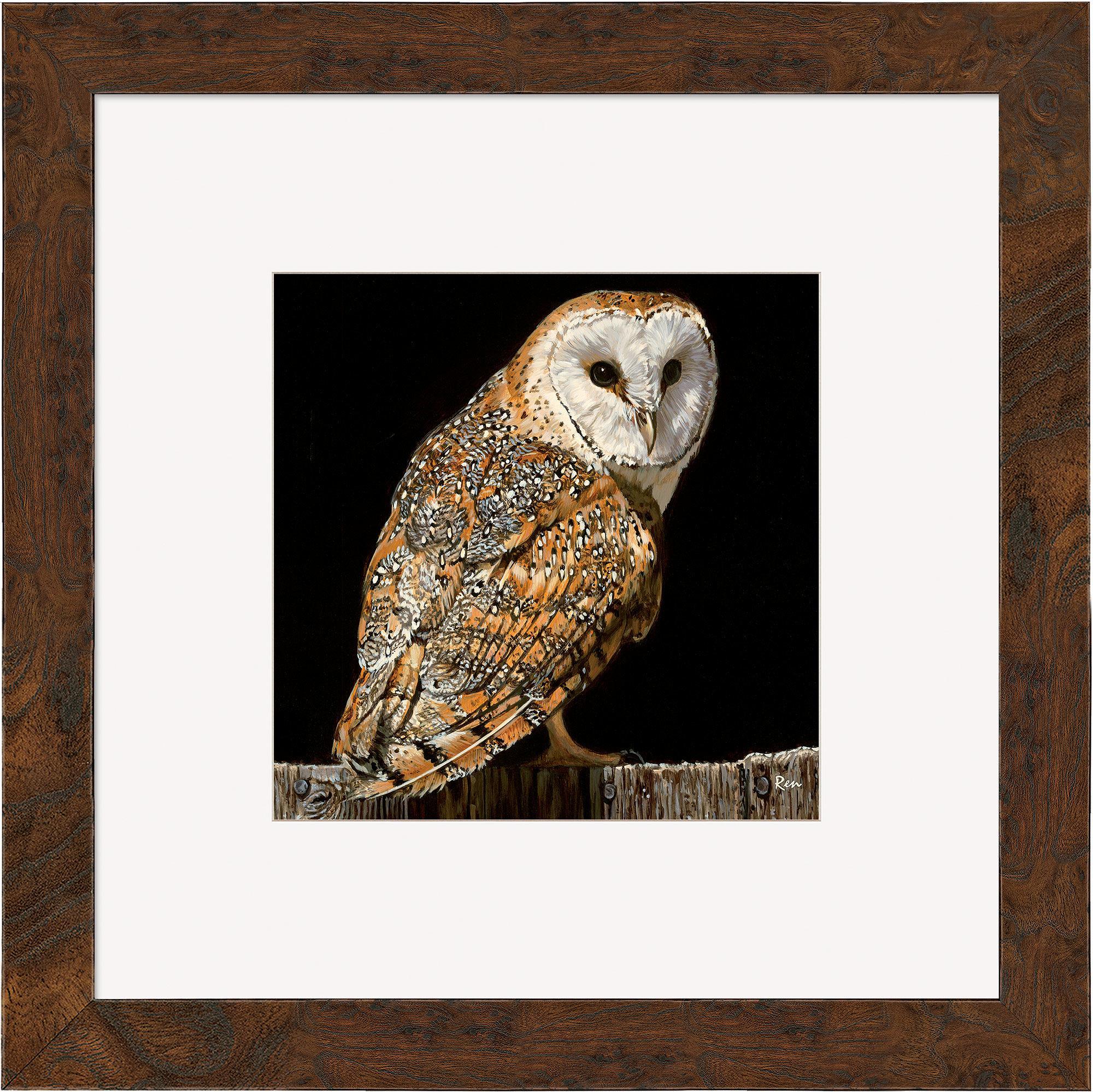 Image of Barn Owl