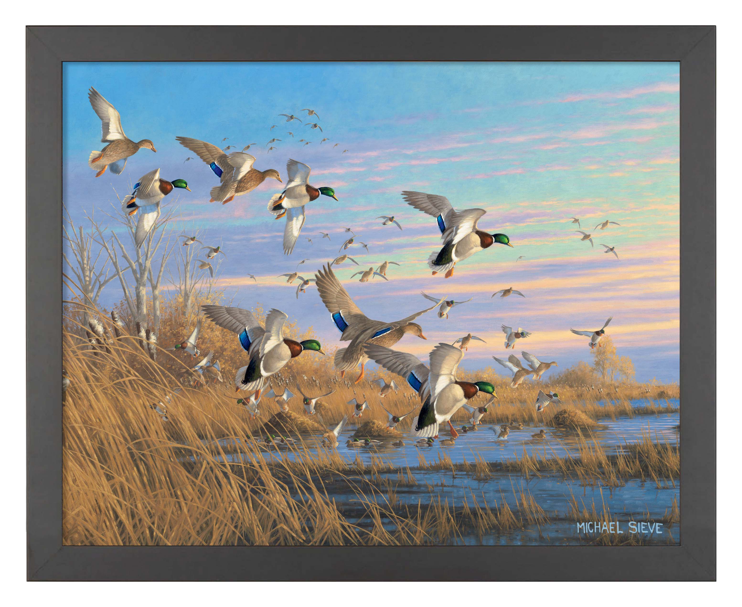 Image of Dropping In - Mallards - Art Prints