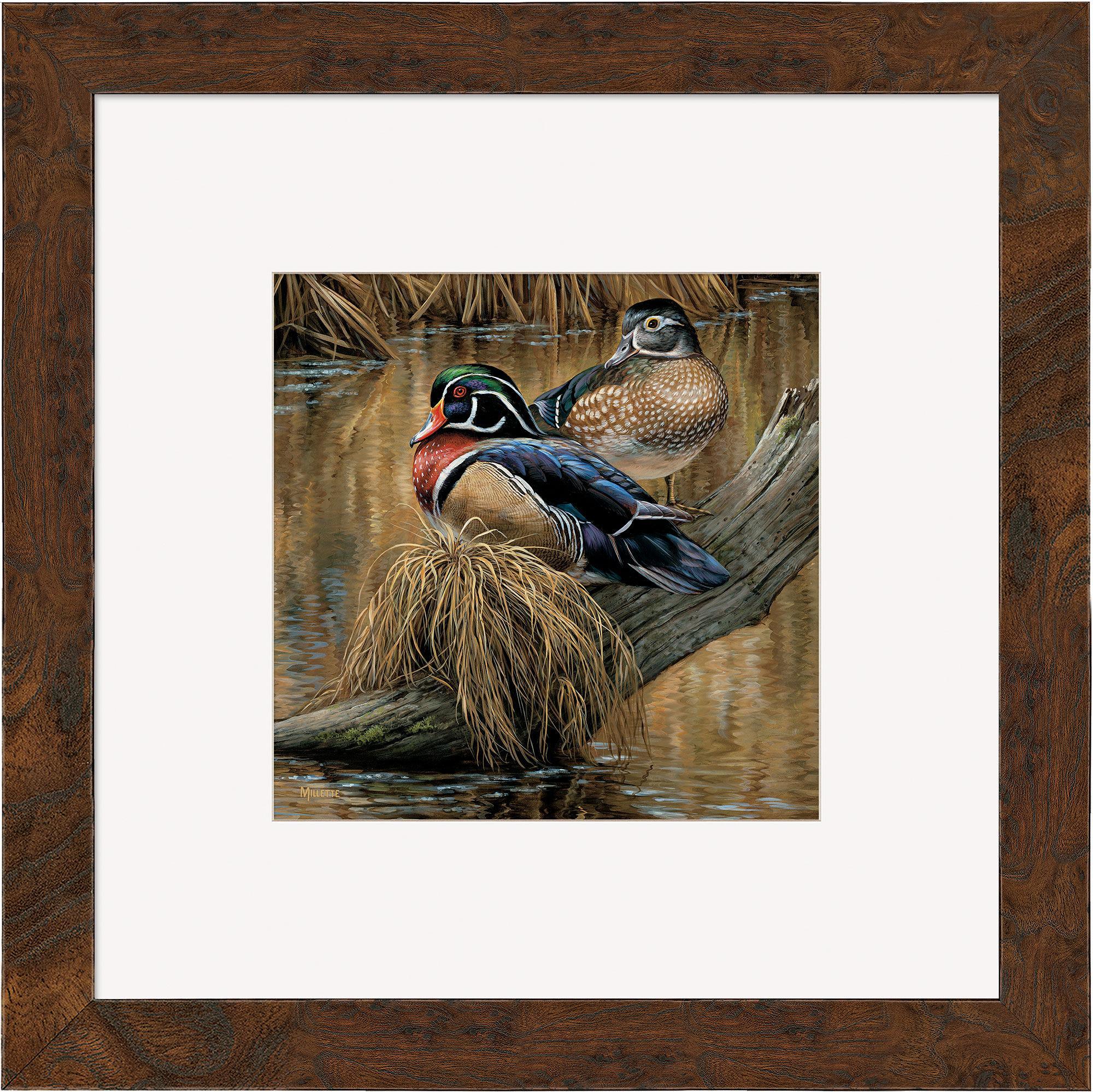 Image of Backwater—Wood Ducks