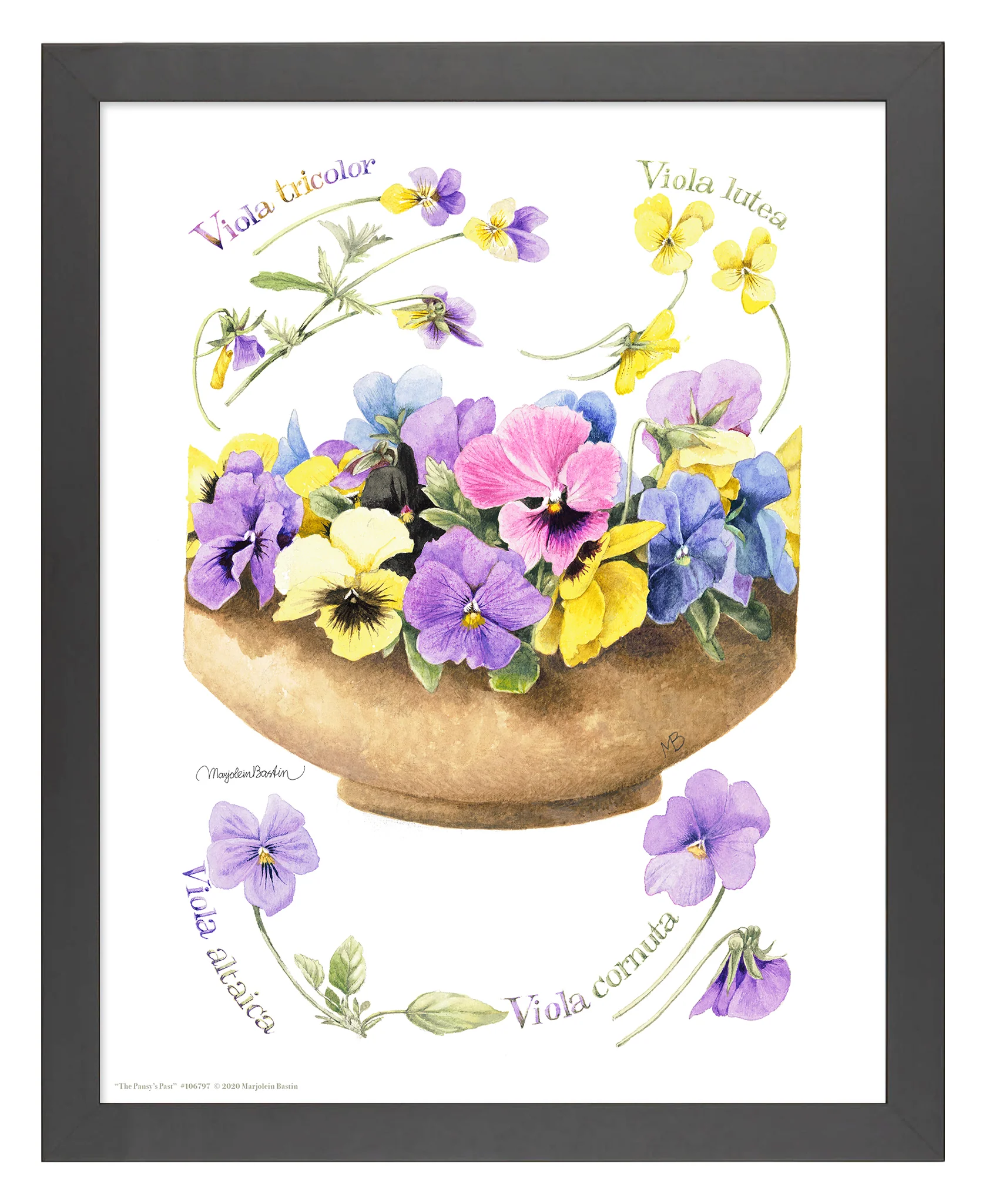 Image of The Pansy's Past - Art Prints
