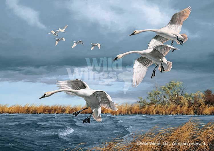 Image of Trumpets of Autumn—Swans - Limited Edition Canvas