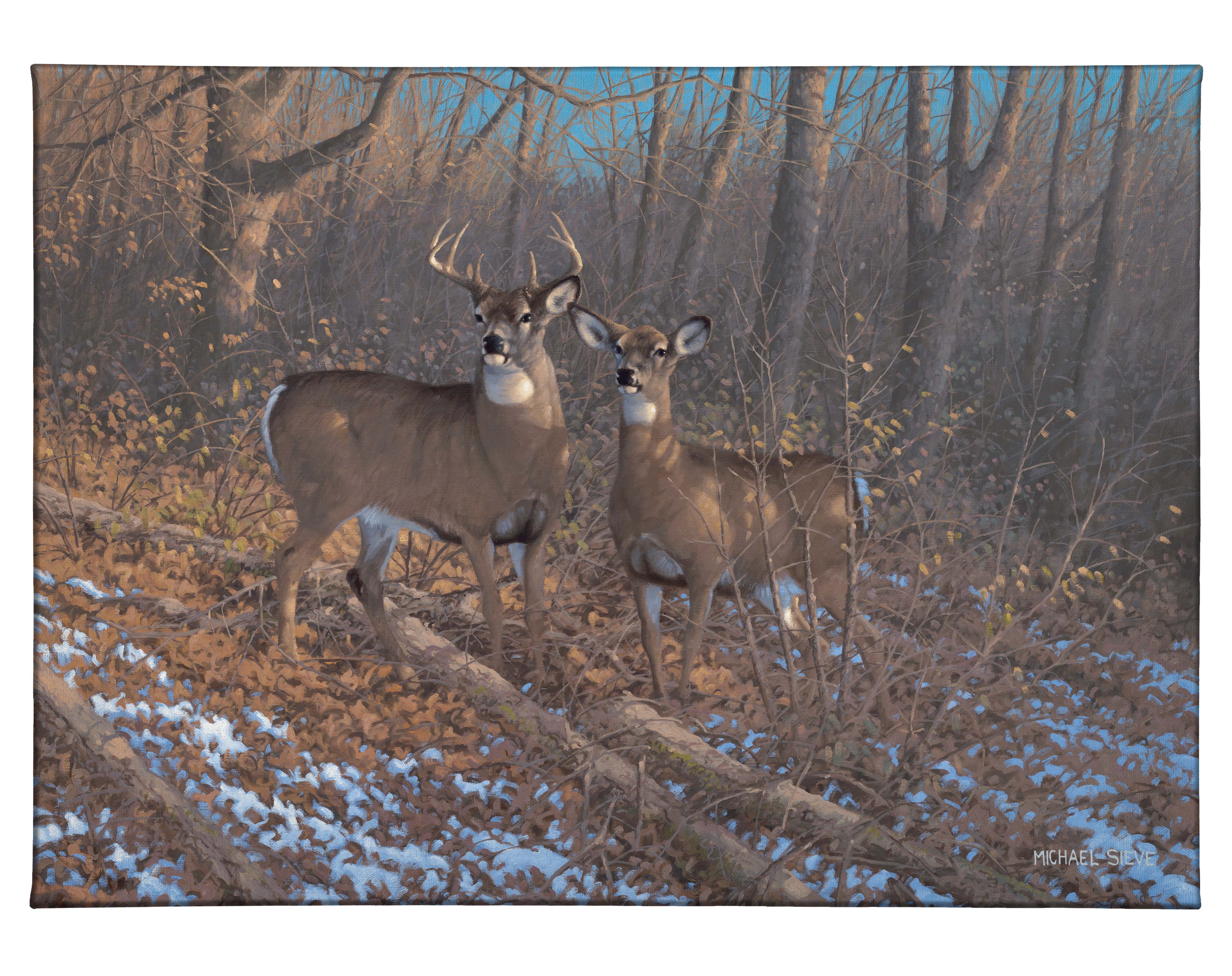 Image of Morning Sun - Whitetail Deer - 13" x 18" Gallery Wrapped Canvas