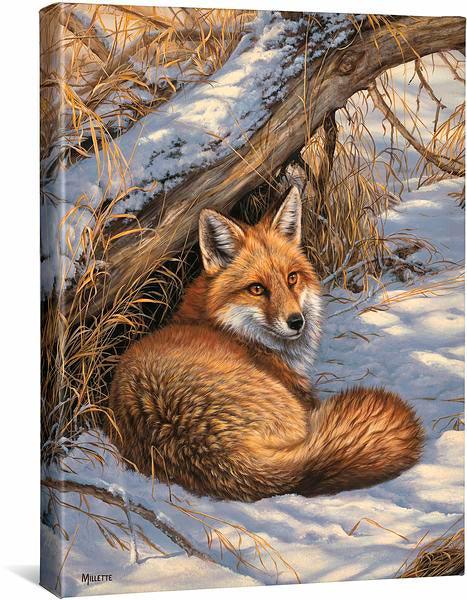 Image of Restful Moment - Red Fox - 16" x 20.5" Gallery Wrapped Canvas