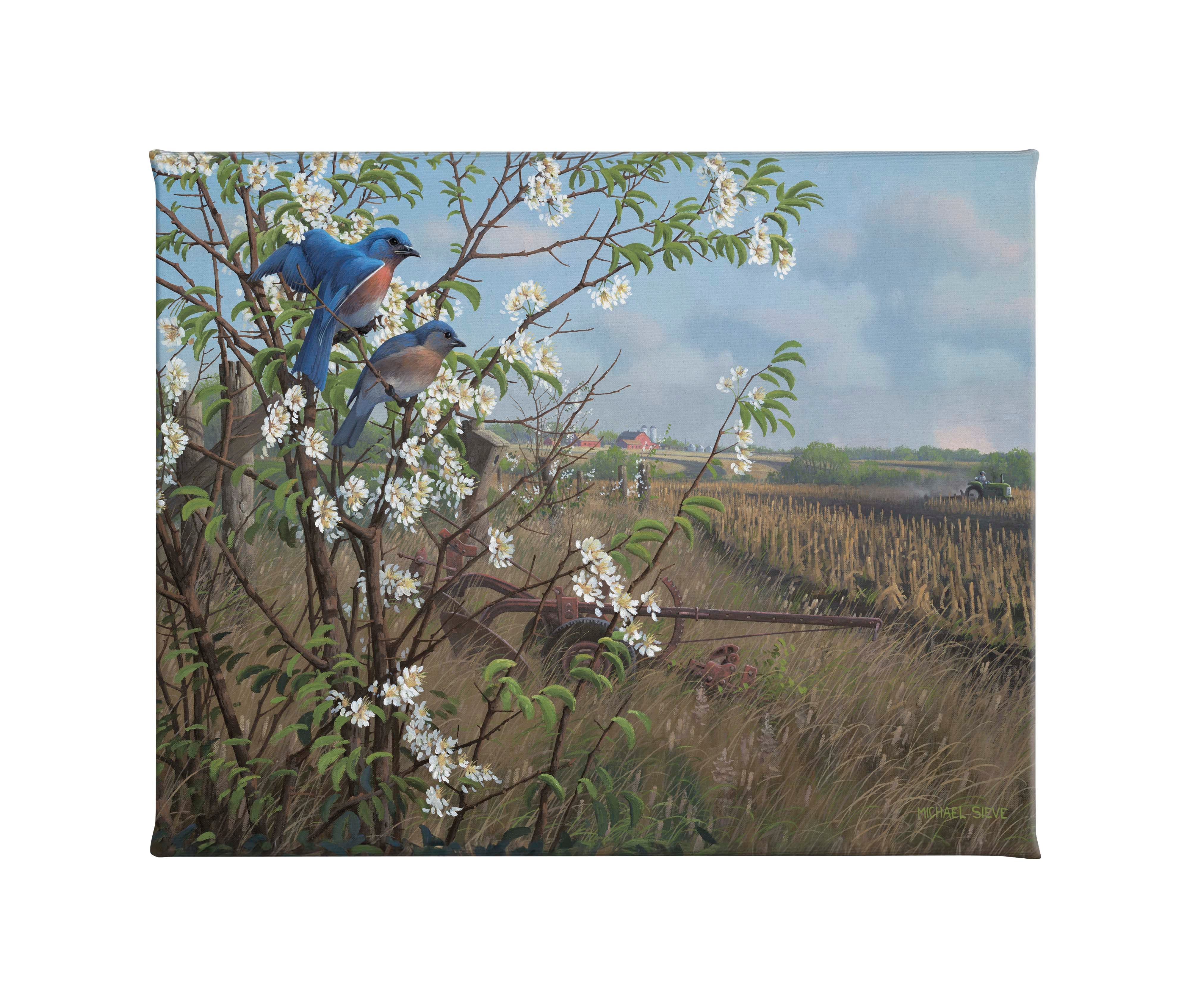 Image of Springtime Blues - Bluebirds - 16" x 20.5" Gallery Wrapped Canvas