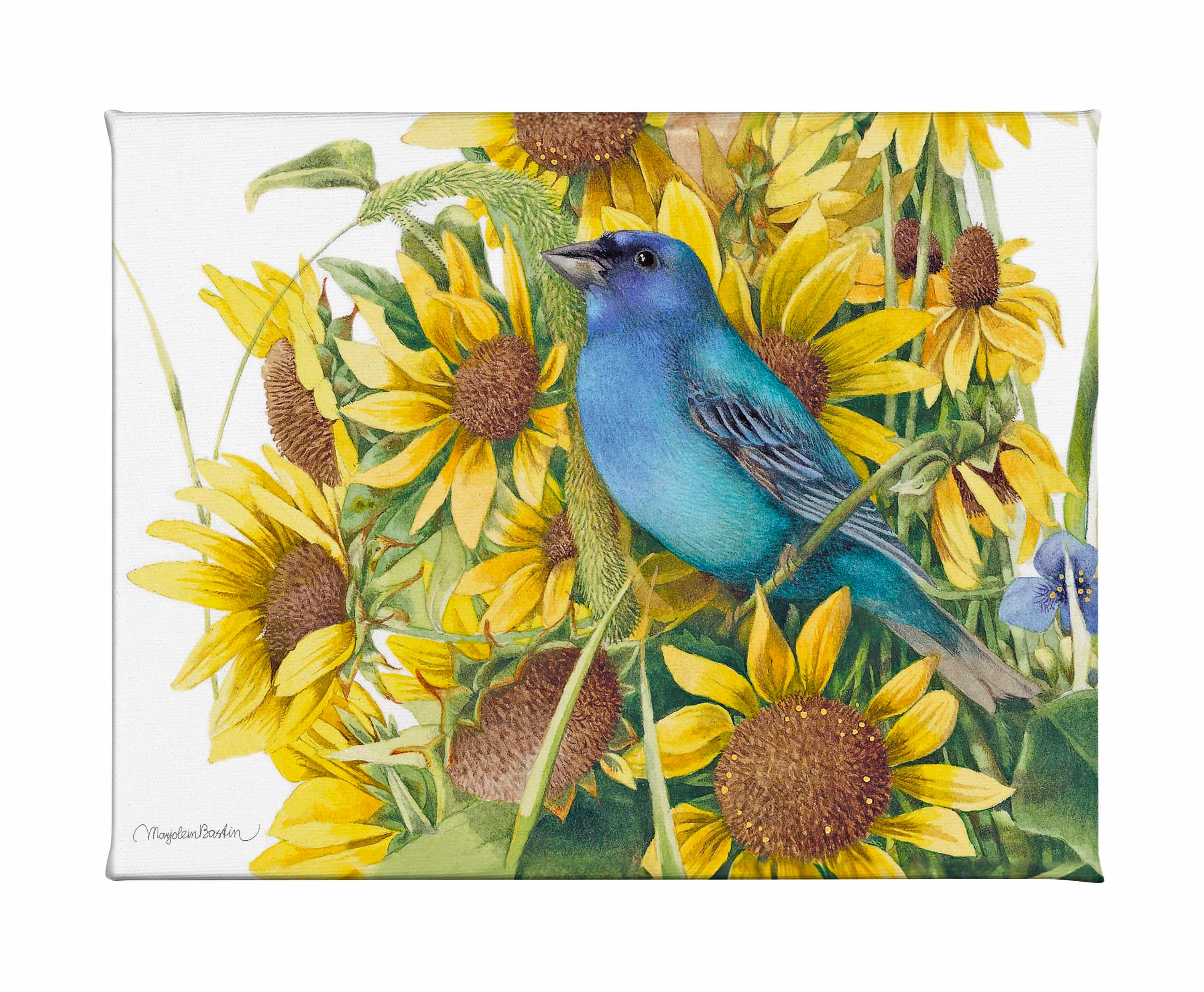 Image of Indigo Bunting - Gallery Wrapped Canvas