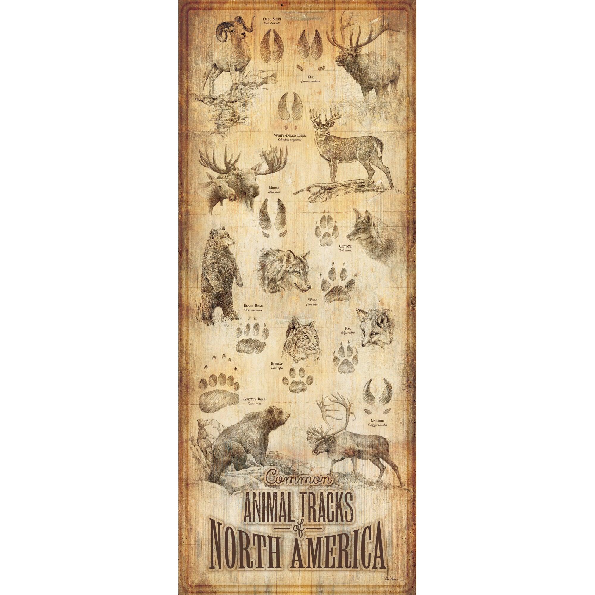 Image of Animal Tracks of North America