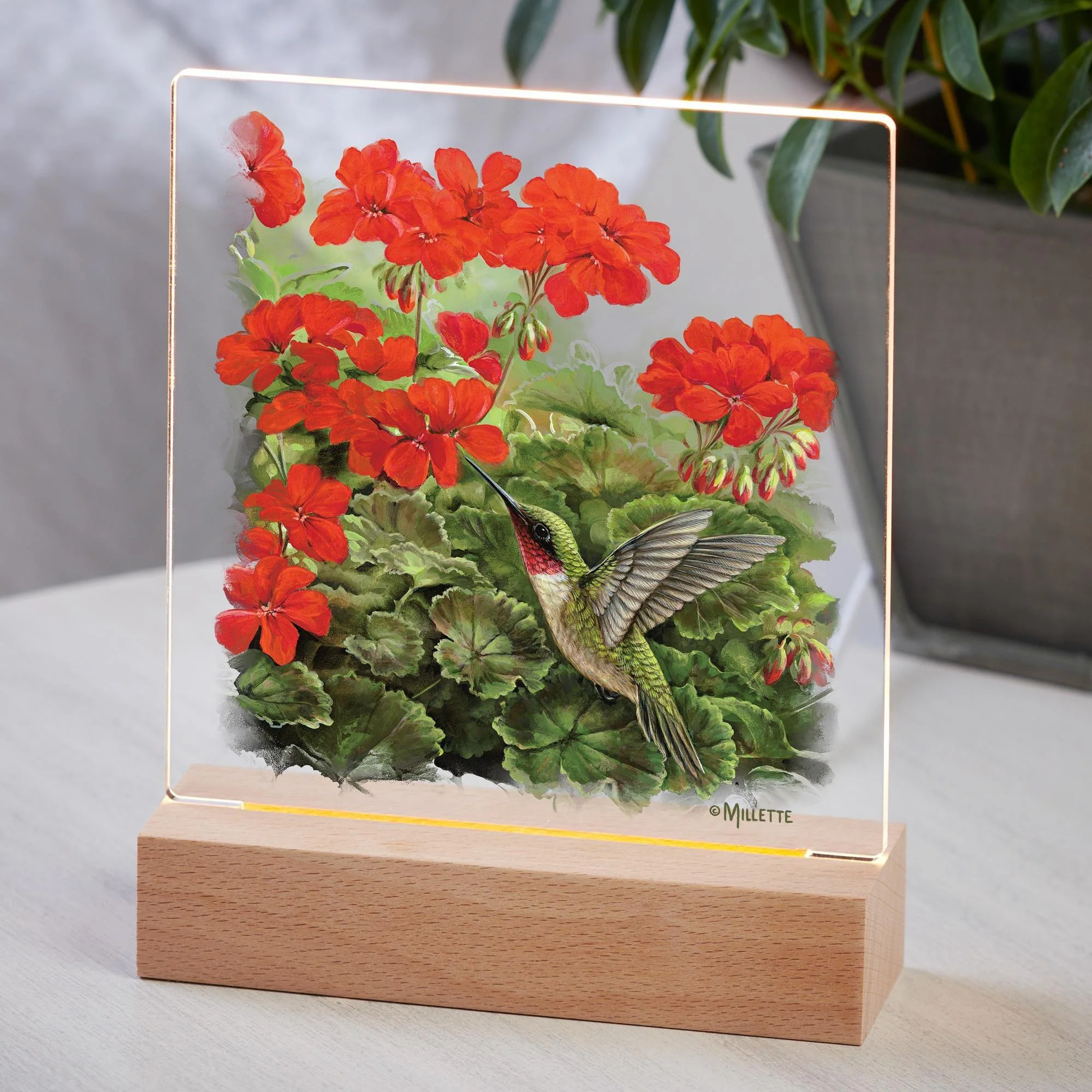 Image of Hummingbird and Geraniums