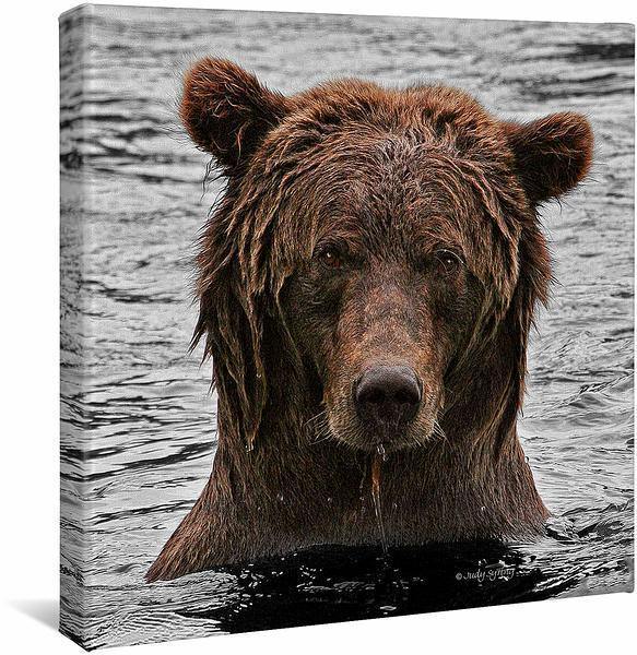 Image of Grizzly Bear Stare