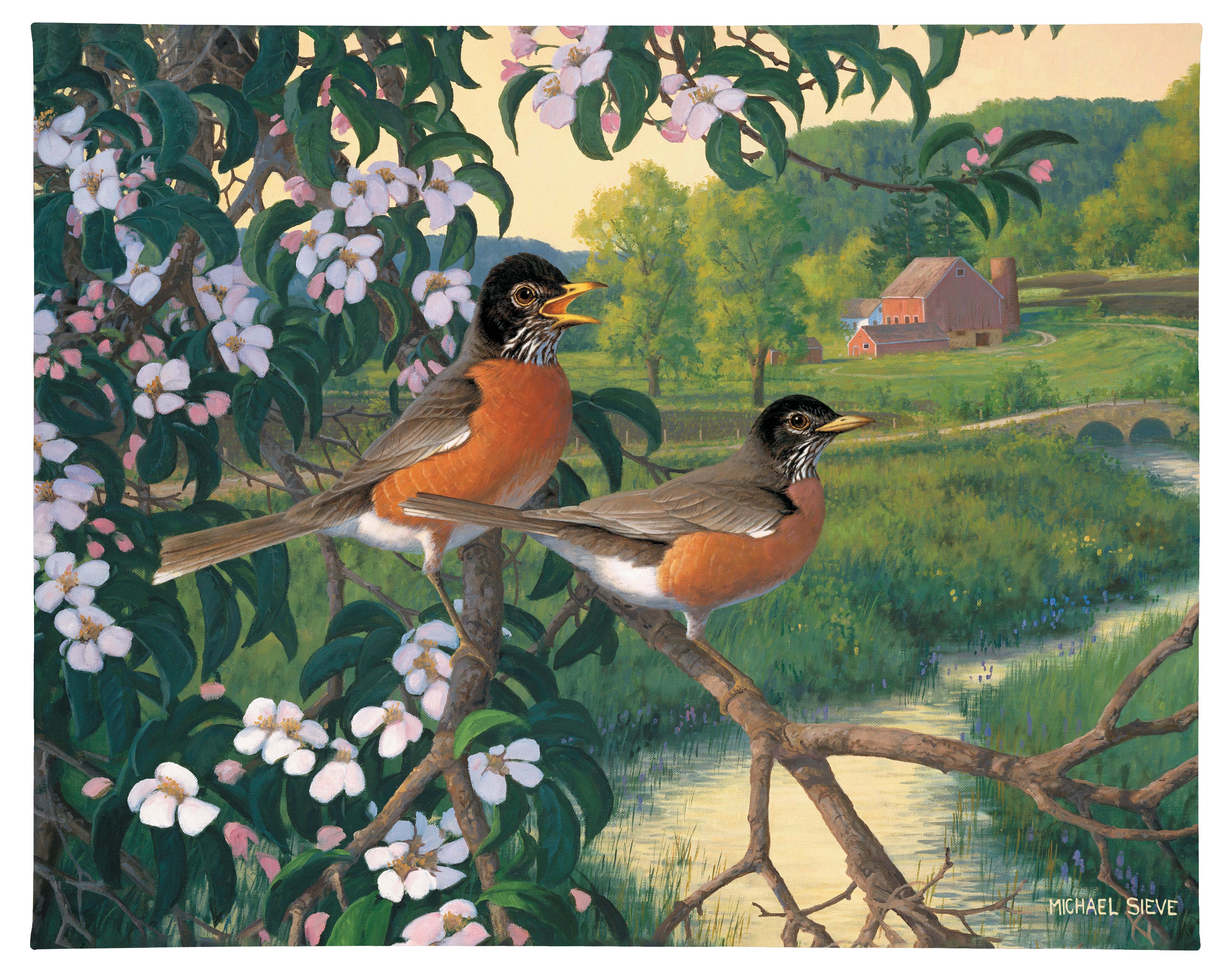 Image of Apple Blossom Time Robins - 19" x 24" Gallery Wrapped Canvas