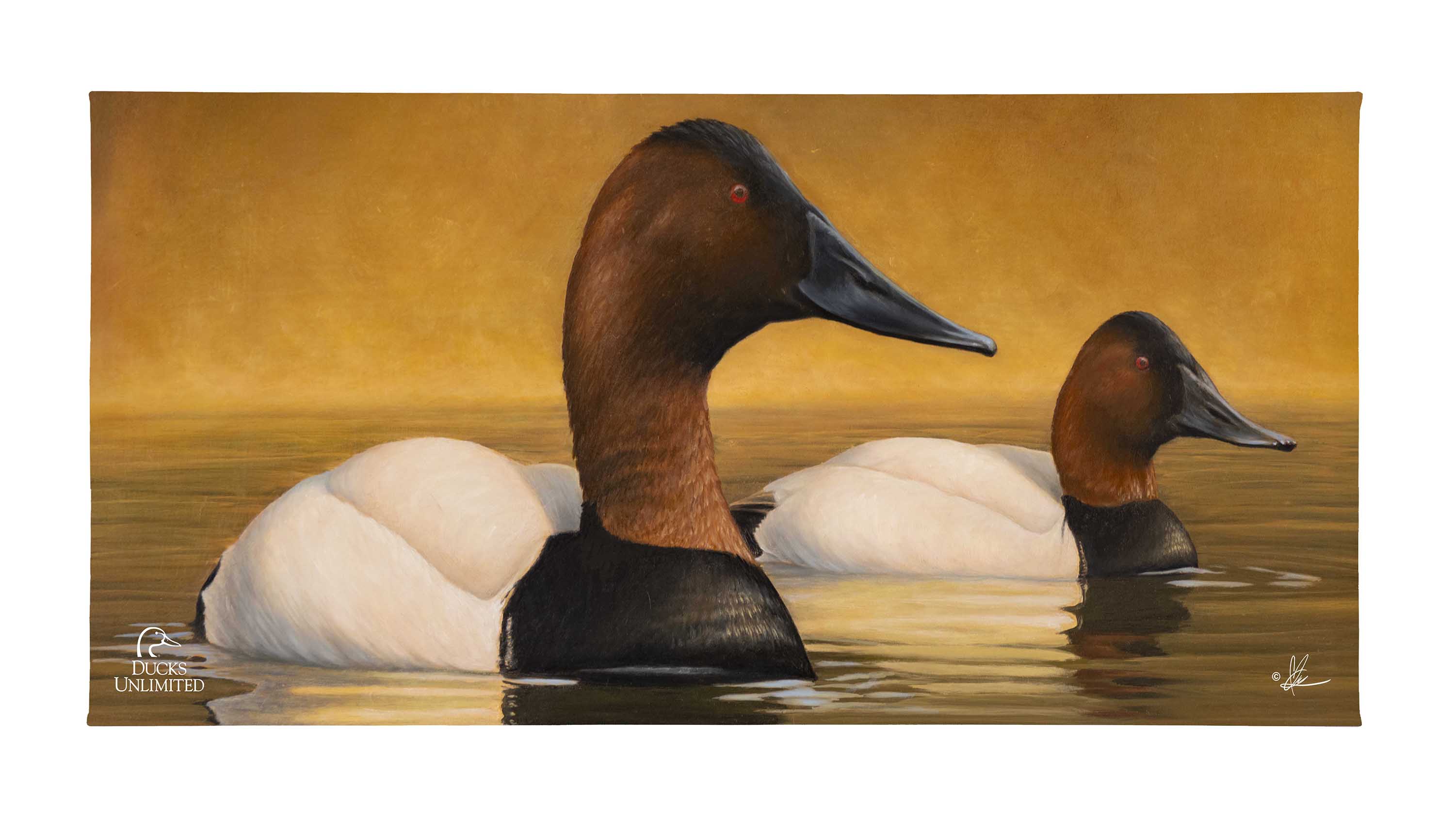 Image of Canvas Back - 18" x 36" Gallery Wrapped Canvas (Ducks Limited)