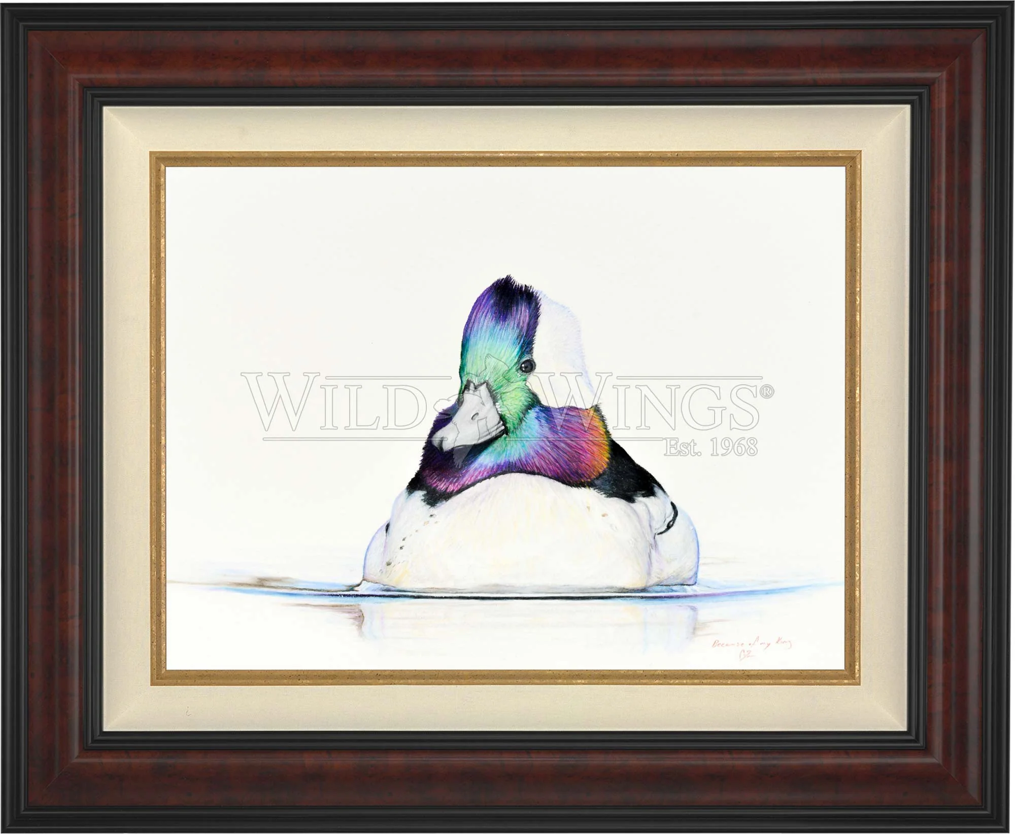 Image of Bufflehead Study - Limited Edition Canvas