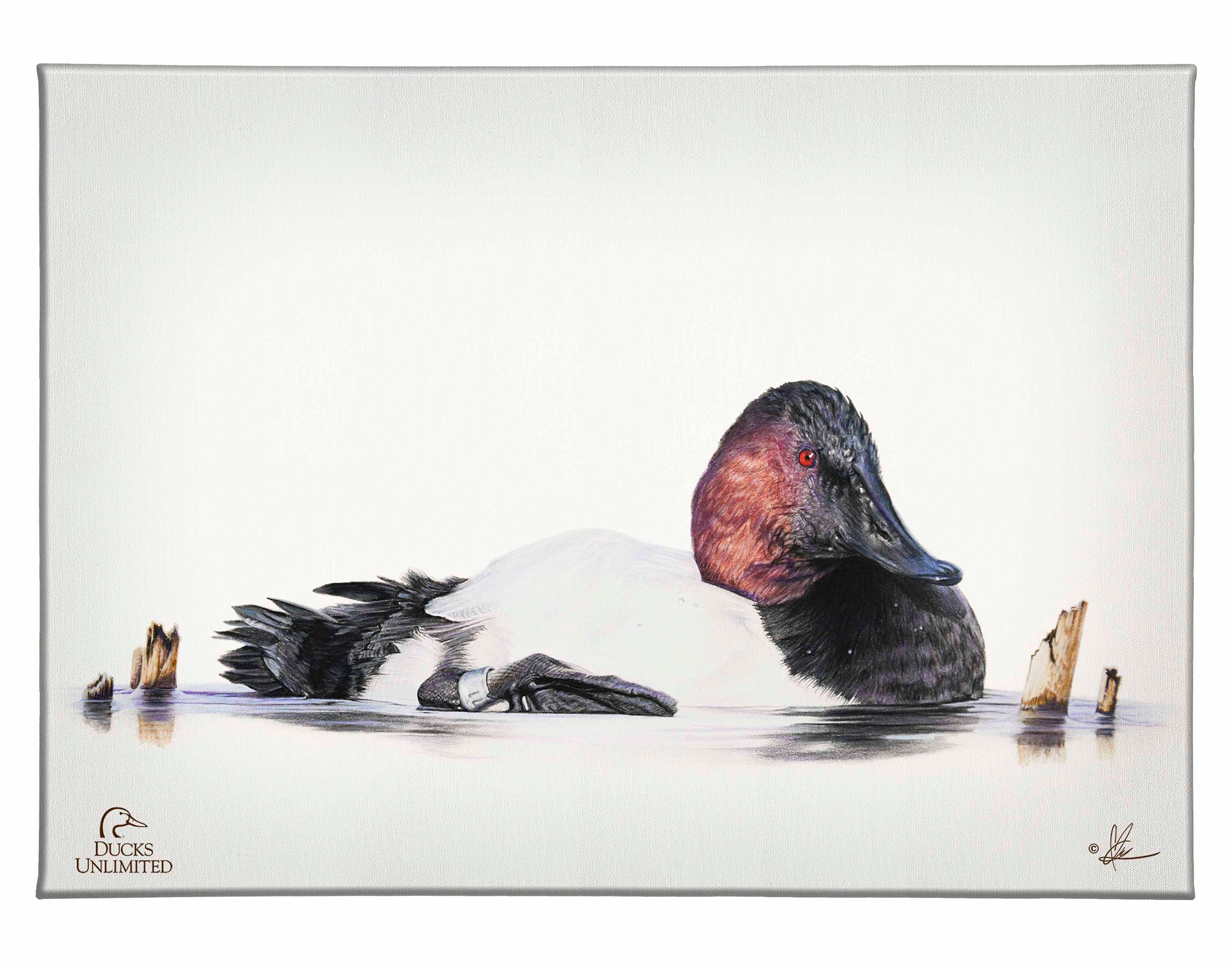 Image of Banded Gallery Wrapped Canvas - Official Ducks Unlimited Art