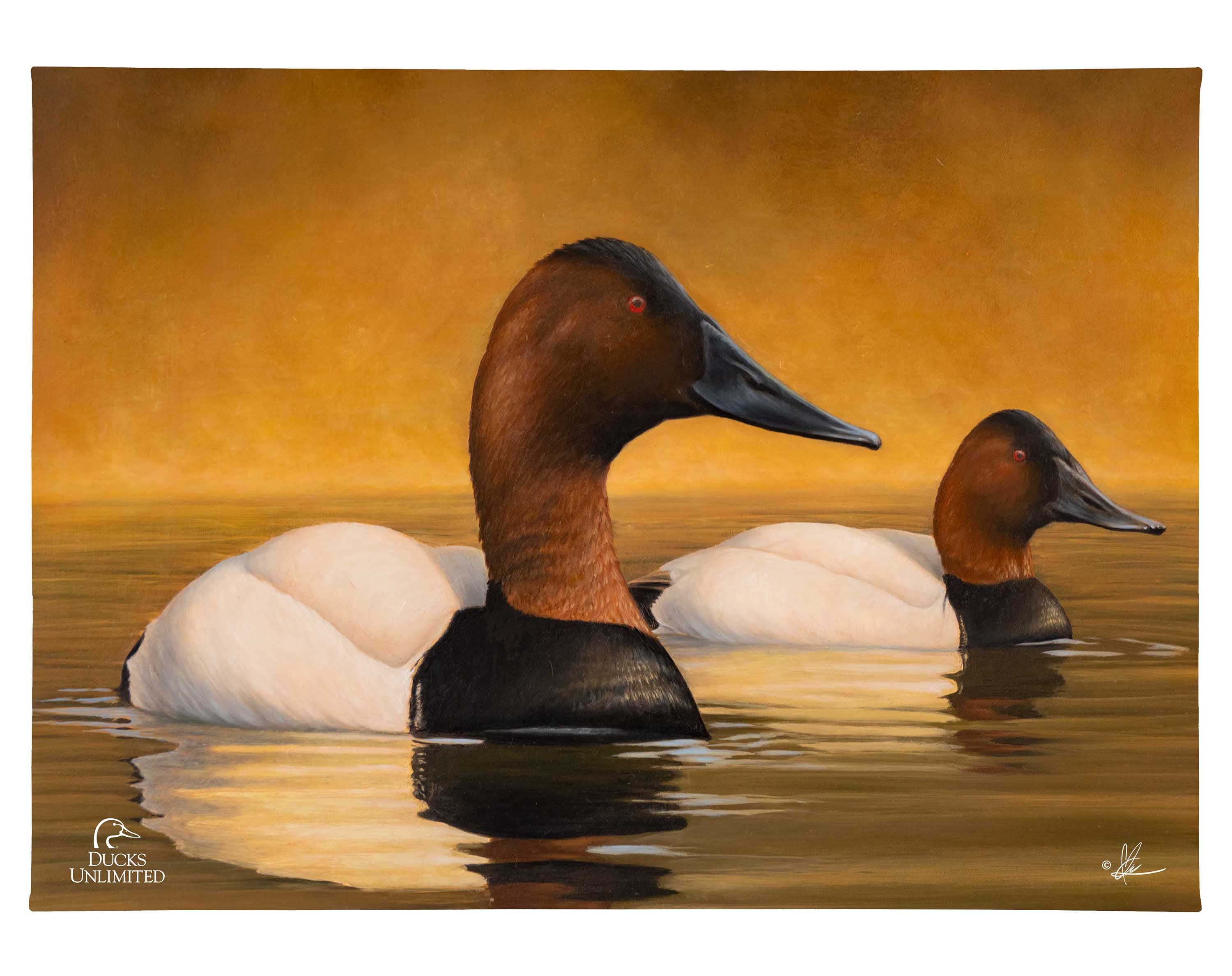 Image of Canvas Back Gallery Wrapped Canvas - Official Ducks Unlimited Art