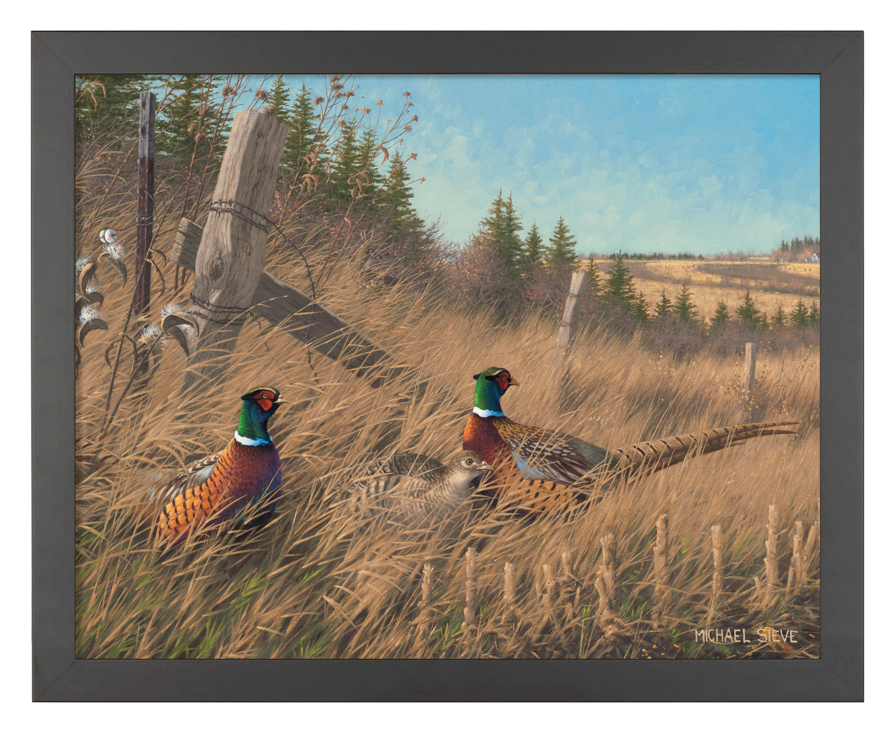Image of Shelterbelt - Pheasants - Art Prints